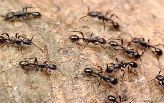 benefits of feeding ant