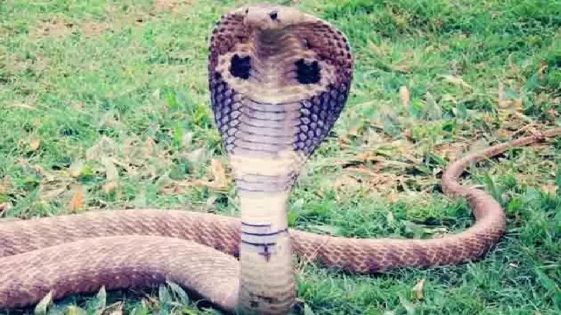 किंग कोबरा