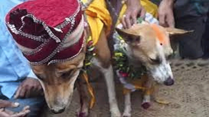 Hamirpur Wedding of Pets