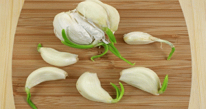 Sprouted Garlic Health Benefits