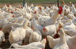Chhattisgarh: 3 दिन के अंदर 37000 मुर्गियों की मौत, बर्ड फ्लू की आशंका