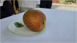 expensive mango