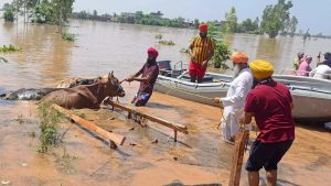 2 महिने के बाद भी पंजाब के लोग बाढ़ से परेशान, 700 एकड़ खेत में भरा है पानी