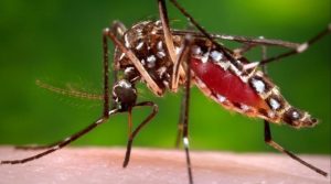 Dengue Precautions