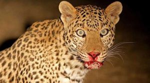 leopard attack in dehradun