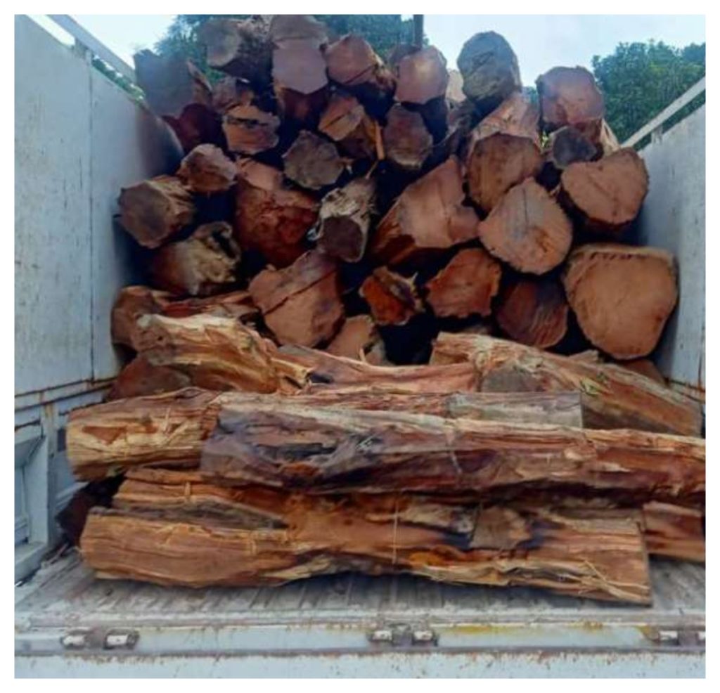 Jharkhand Forest Department got a big success, 407 trucks full of wood seized in hindi news