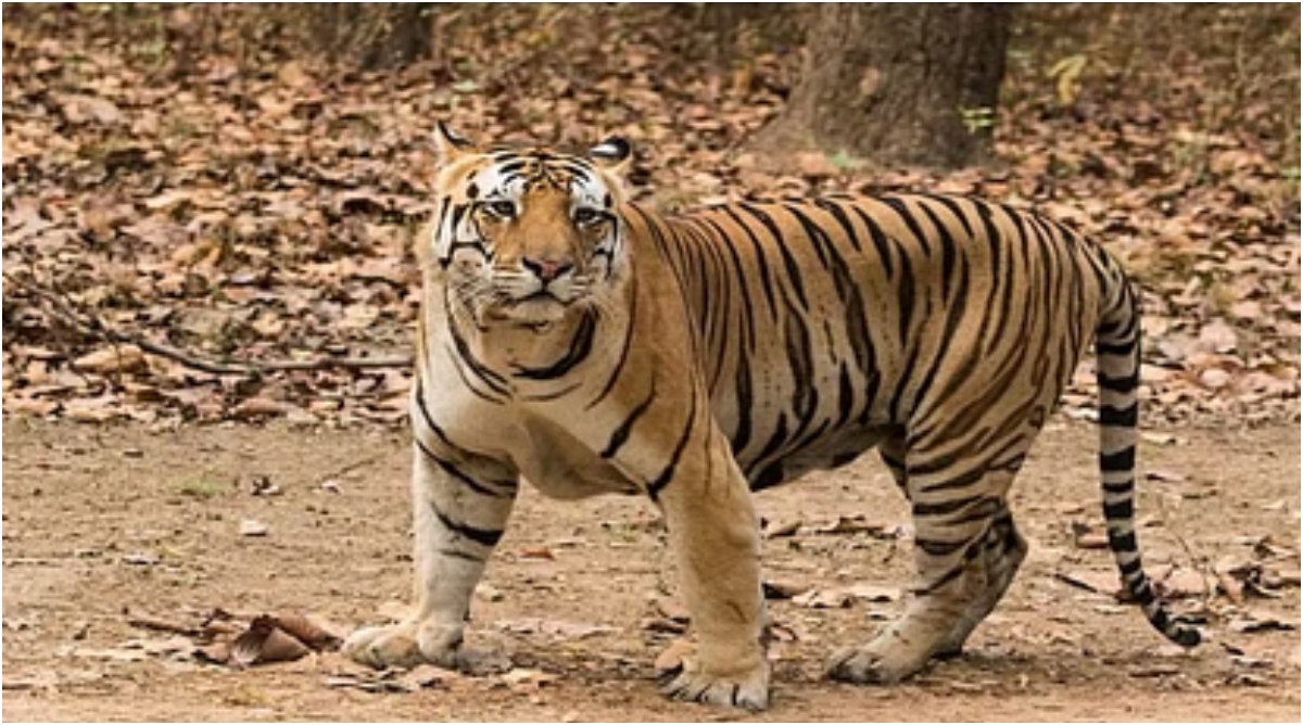 Photo of Kuno National Park: कूनो से आई बुरी ख़बर, चीता ‘शौर्य’ की हुई मौत