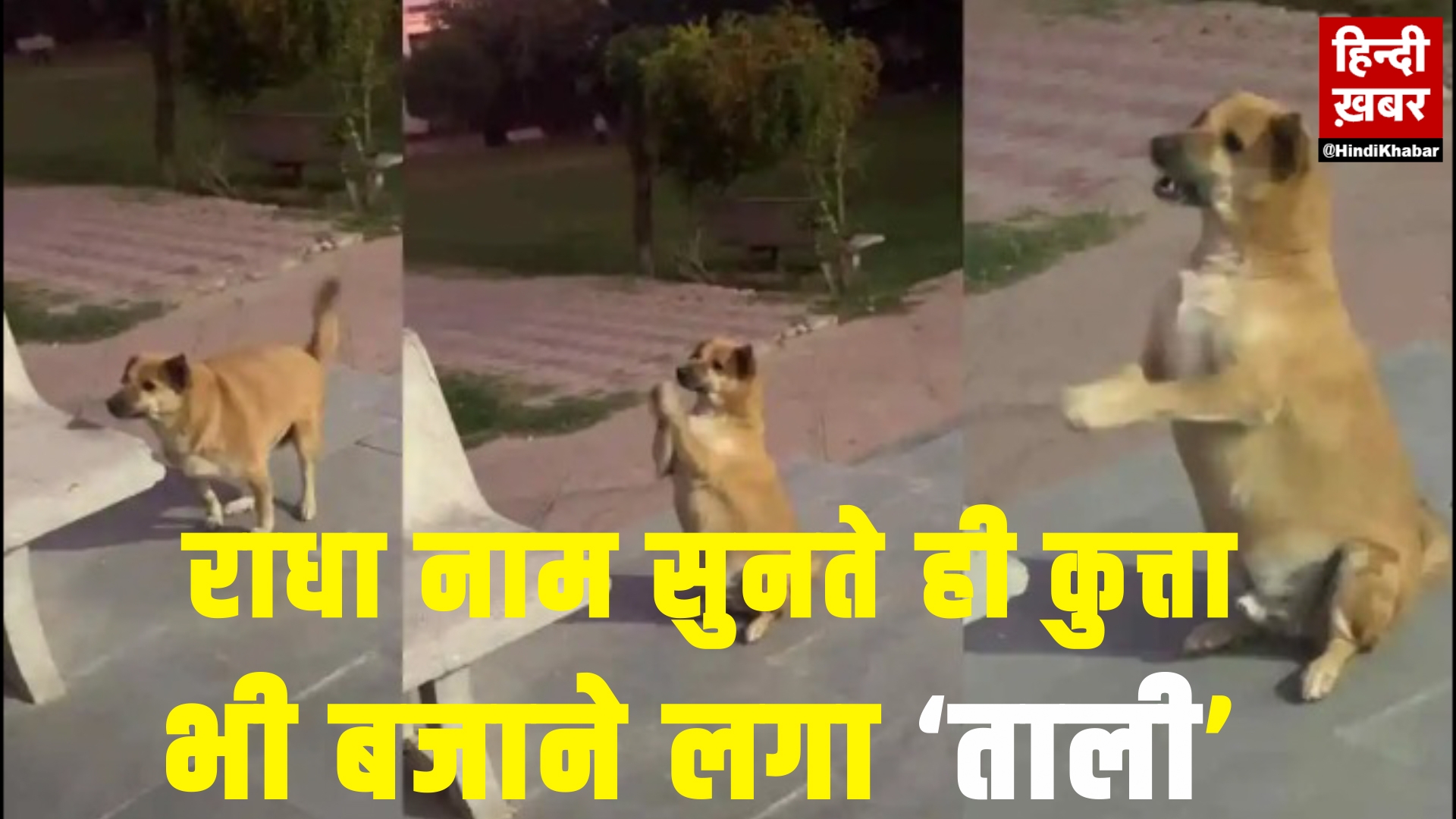 Photo of Dog Viral Video :  सोशल मीडिया पर एक वीडियो हो रहा वायरल, राधा नाम सुनते ही कुत्ता भी बजाने लगा ‘ताली’