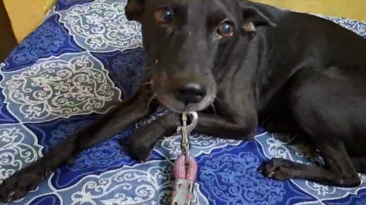 Photo of Viral Video: राम-राम बोलती है ये फीमेल डॉग, जानवर की ऐसी भक्ति  देखी  है कभी!