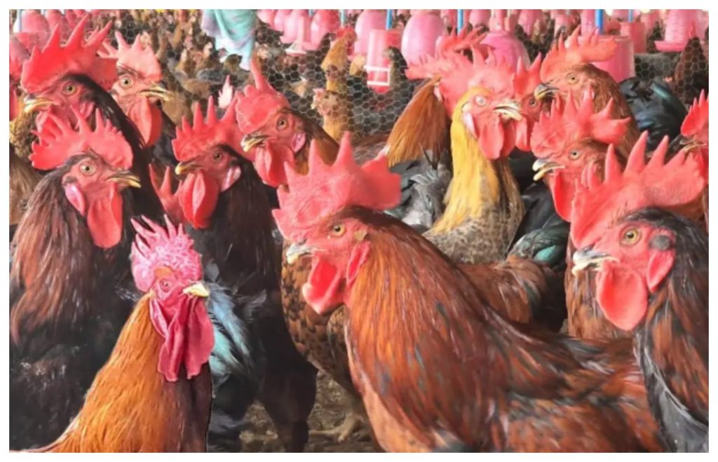 Bangladeshi Golden Chicken Smuggling