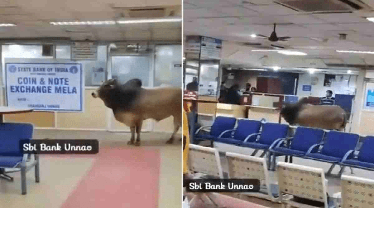 Photo of UP News: बैंक में घुसा सांड, जान बचाने के लिए लोग भागे इधर-उधर