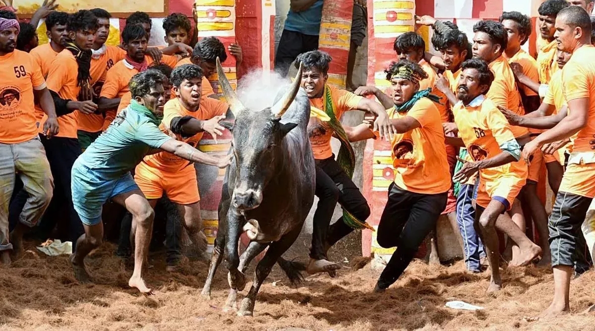 Photo of जल्लीकट्टू की कानूनी वैधता पर फिर विचार करेगा सुप्रीम कोर्ट, अभिषेक मनु सिंघवी ने पेश की दलील