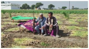 MP News: farmers protecting crop of garlic with gun