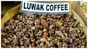 civet cat poo coffee know facts about worlds most expensive kopi luwak coffee news in hindi