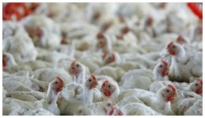 Bird Flu Chicken eaters beware! Bird flu has knocked again