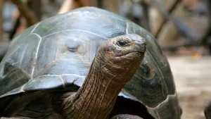 125 yr old giant tortoise