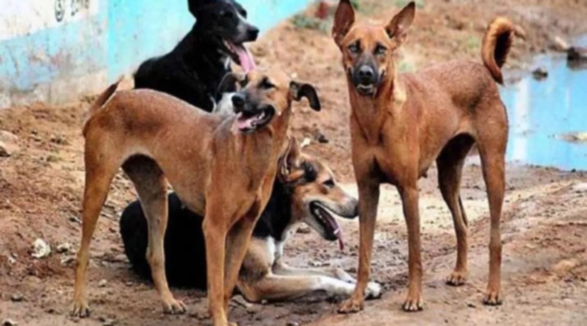 Photo of खौफनाकः आवारा कुत्तों के झुंड ने बच्चे के साथ किया कुछ ऐसा, सुनकर कांप उठेगी रूह