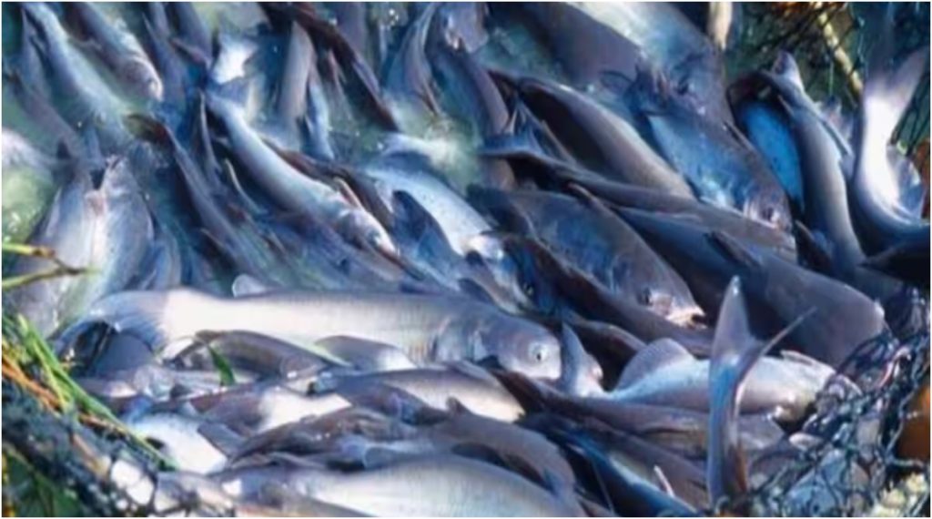 Thai Mangur Fish