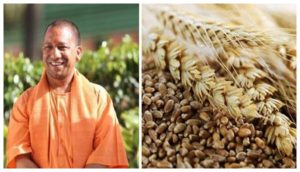 yogi adityanath Government procurement of wheat will start from today, CM Yogi's instructions - payment will be made within 48 hours