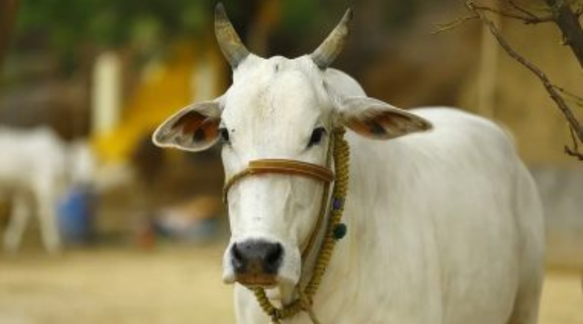 Photo of Damoh: गाय के कटे सिर पर भड़का हिंदू संघ, आंदोलन की दी चेतावनी