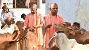 Cow service by CM Yogi
