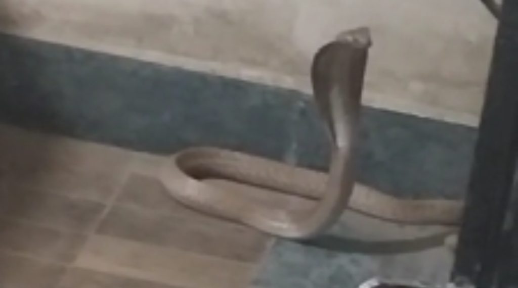 Snake in a Shop