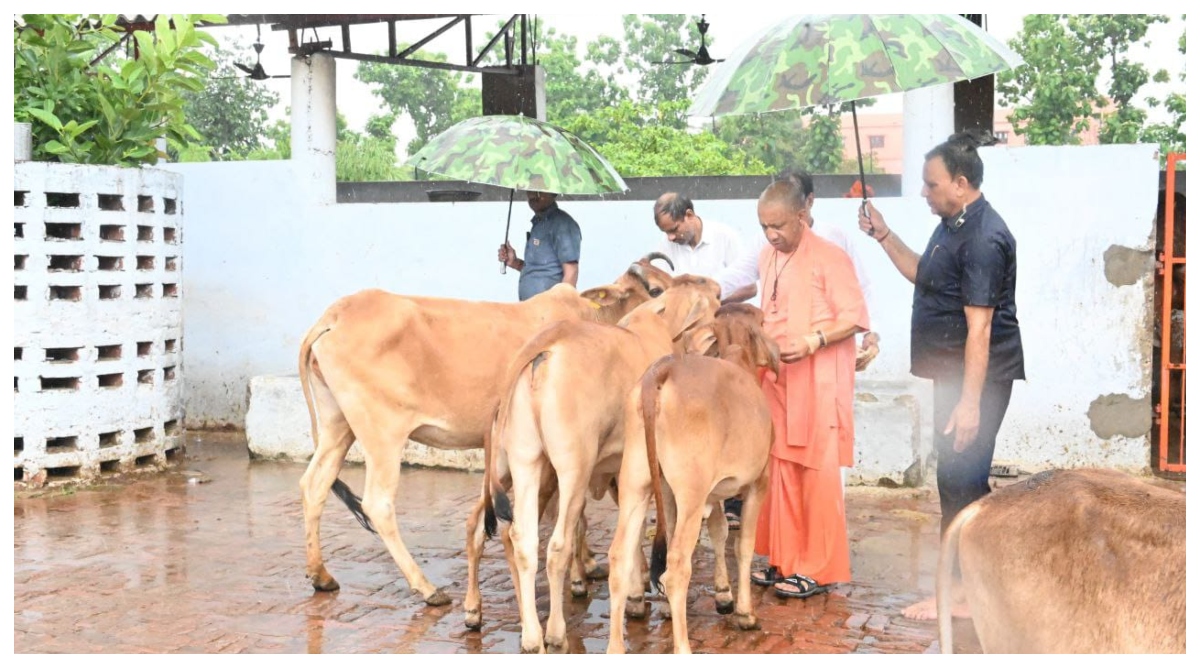 Photo of Gorakhpur: झमाझम बारिश में सीएम योगी ने की गोसेवा, गोवंश को दुलारकर खिलाया गुड़