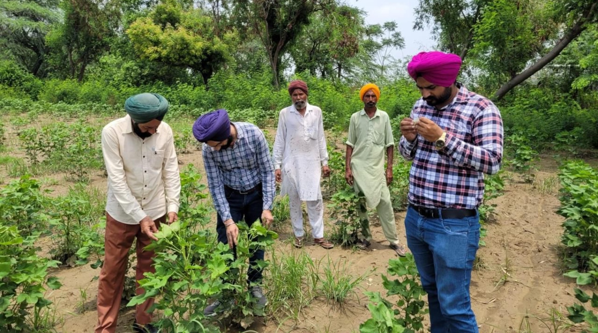 Photo of Punjab : कृषि विभाग ने नरमे की फसल की निरंतर निगरानी को गठित की 128 टीम : गुरमीत सिंह, मंत्री