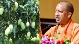 Mango Production will increase