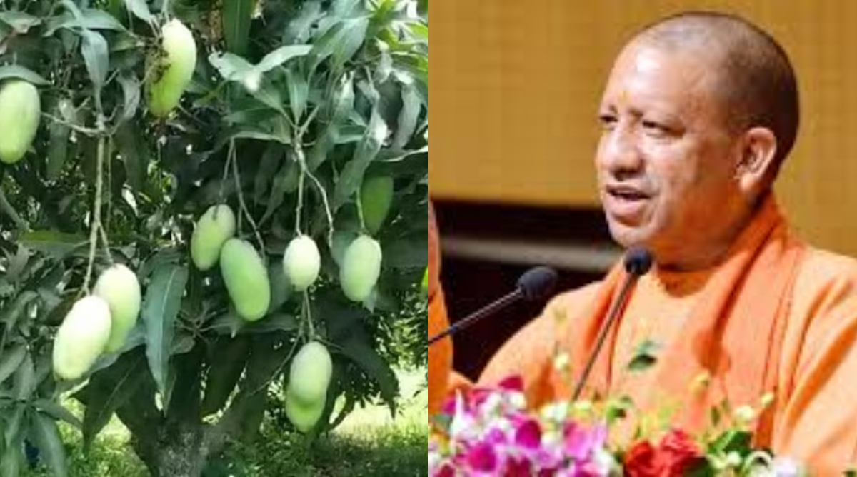 Photo of CM योगी का प्रयास : यूपी का आम बनेगा और खास, बागानों की काट-छांट के लिए नहीं लेनी होगी अनुमति