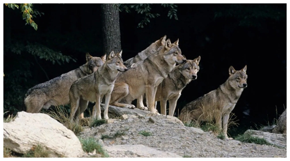 Photo of Wolf Attack : पुरुष मशाल लेकर देते पहरा, बच्चों को साड़ी से बांधकर सो रहीं महिलाएं