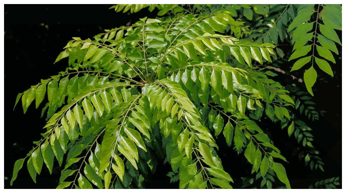 Photo of Curry Leaves Benefits: खाएं करी पत्ता, पाएं स्किन की परेशानियों से छुटकारा