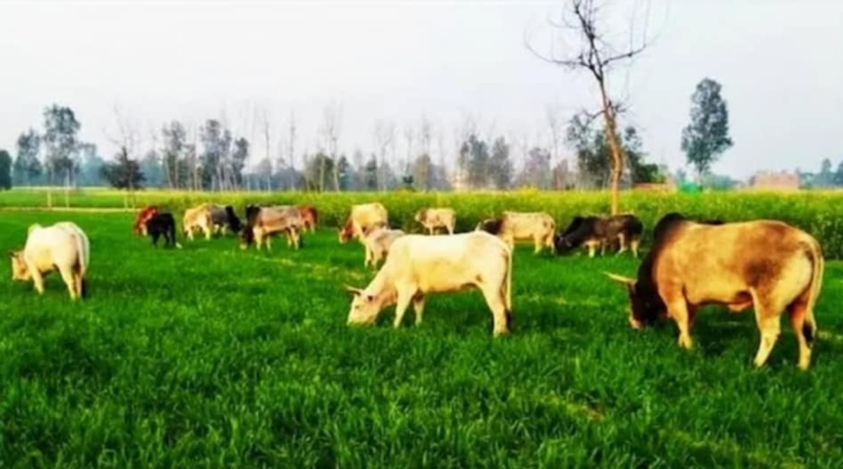 Photo of Lakhimpur Kheri : खेत में आवारा जानवर घुसने को लेकर हुए विवाद में दो की मौत, छह घायल