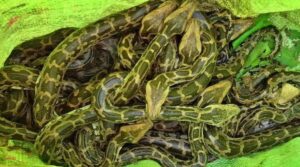 Pythons Rescue