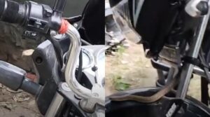Snake in Bike