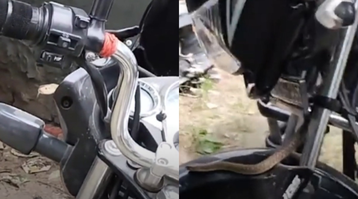 Snake in Bike