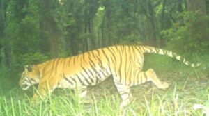 Tiger in Lakhimpur Kheri
