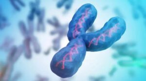 Y Chromosome