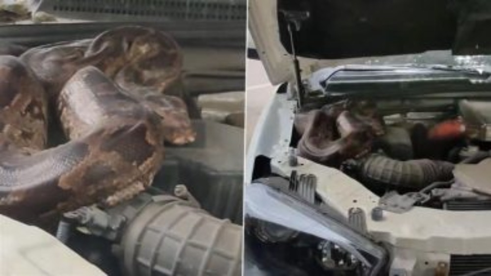 Photo of Snake In Car : गाड़ी की मरम्मत करने वाले की सांप ने की हालत खराब, बोनट में मिला अजगर