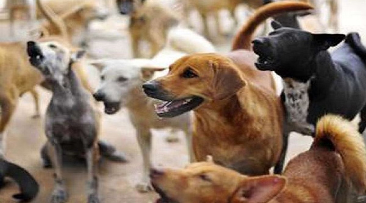 Photo of दर्दनाक : कुत्तों के झुंड ने मासूम को नोंच-नोंचकर मार डाला