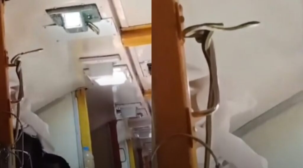 Snake in train coach