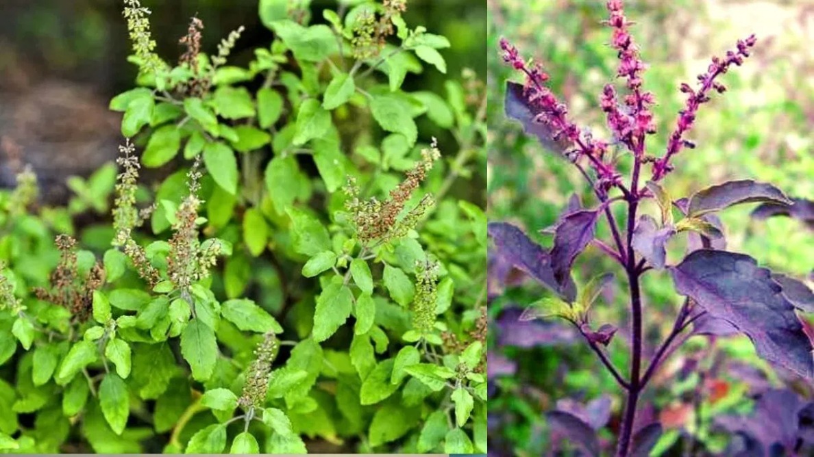 Photo of Tulsi : तुलसी के गुण दूर करे शरीर के अवगुण, जानें क्या हैं तुलसी के सेवन के लाभ ?