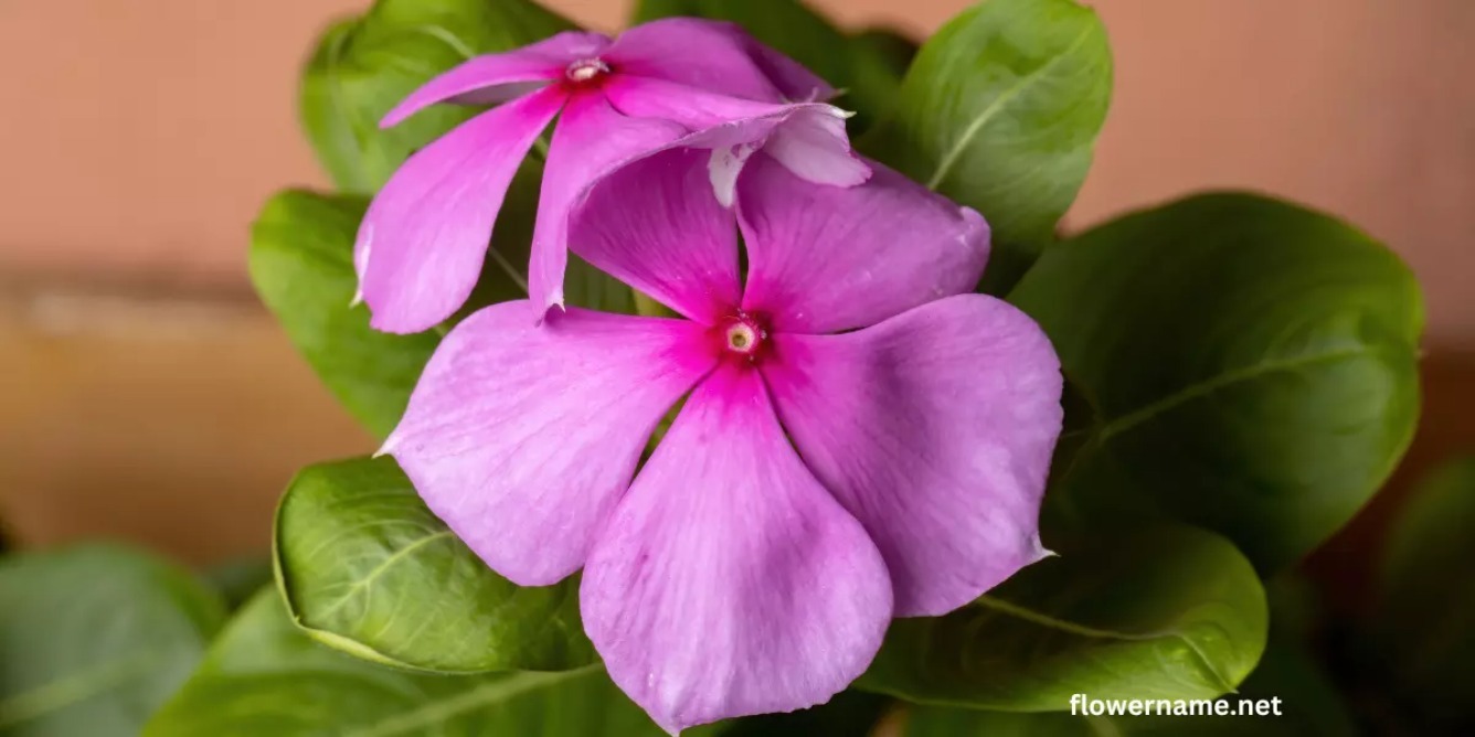 Photo of Sadabahar Plant : सदाबहार का पौधा बचा सकता है आपके शुगर के इलाज का खर्च