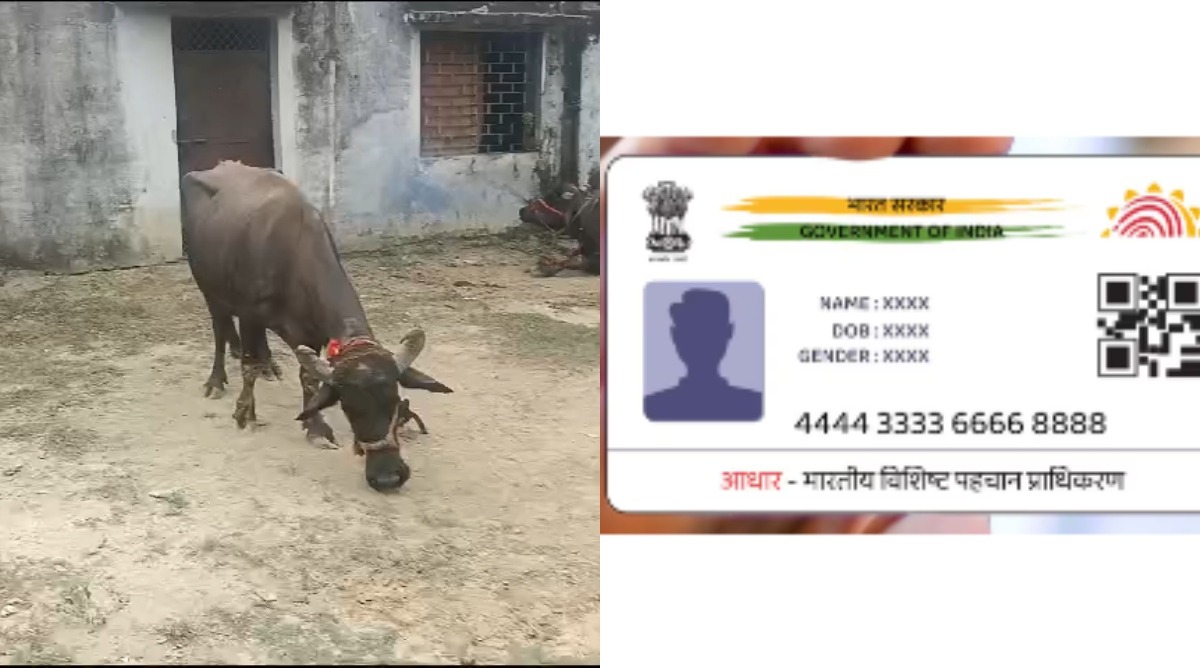Photo of साहब से मदद की गुहार, बोला… थाने में मांगा जा रहा चोरी हुई भैंस का ‘आधार’