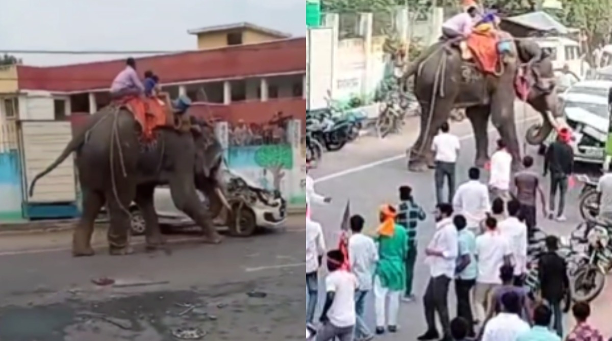 Elephant out of Control