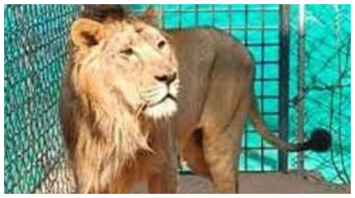 Photo of वन विहार भोपाल में एशियाई सिंह देख सकेंगे पर्यटक : सीएम