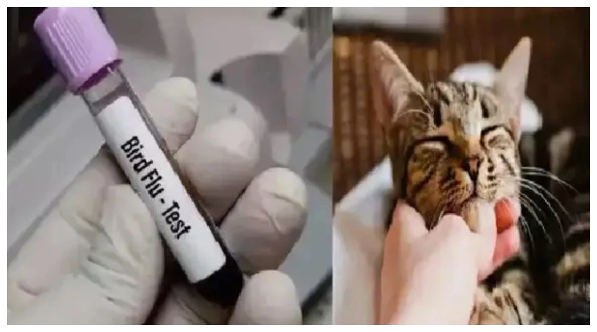 Bird Flu In Pet Cats :