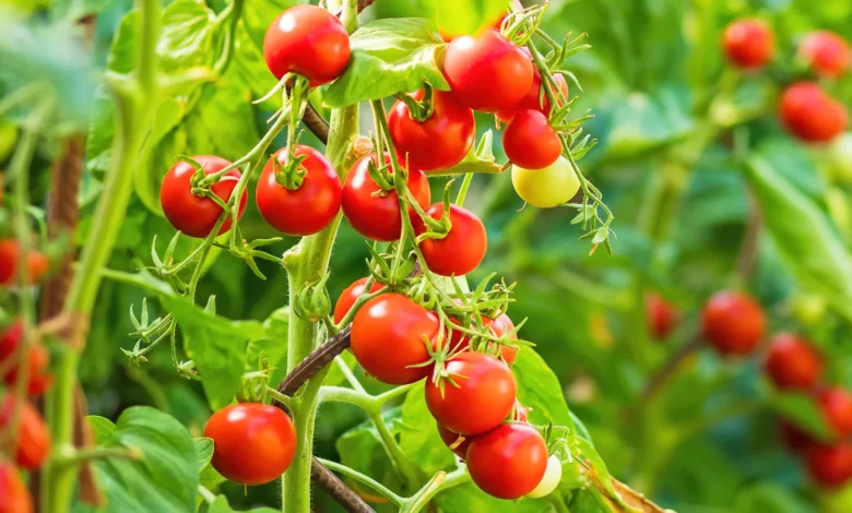 Cherry Tomato :