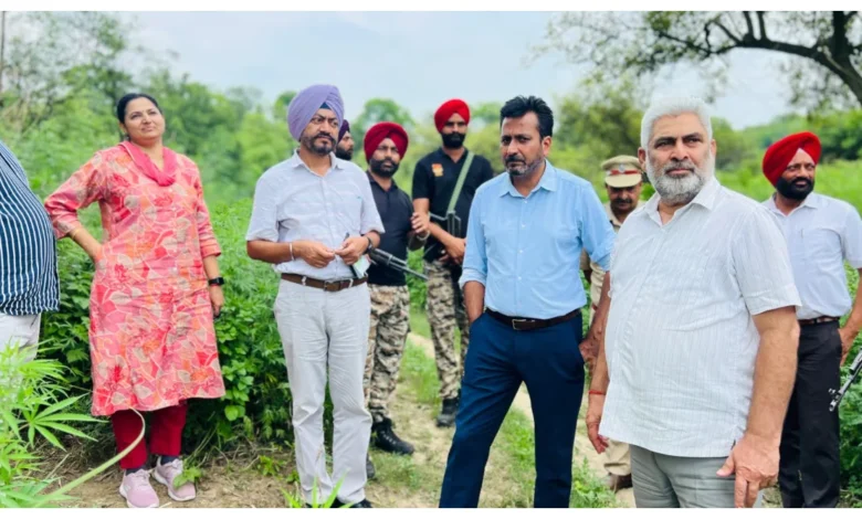 Plantation Campaign :