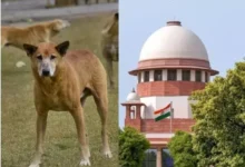 Photo of ‘शेल्टर होम नहीं, नसबंदी ही सही हल…’, आवारा कुत्तों पर SC का बड़ा फैसला